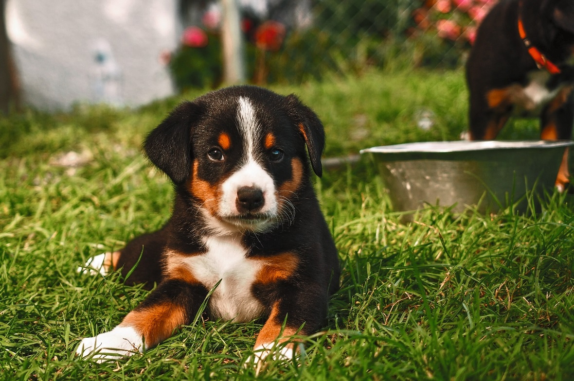 Mit grösstenteils unbearbeiteten Bildern von allerlei Tieren aus ihrem Lebensrau...
