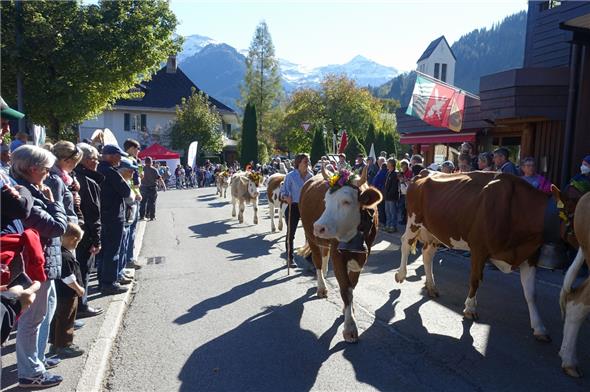 Mit stolzer Gelassenheit liess sich das Vieh durch die Lenker Strassen zügeln.
