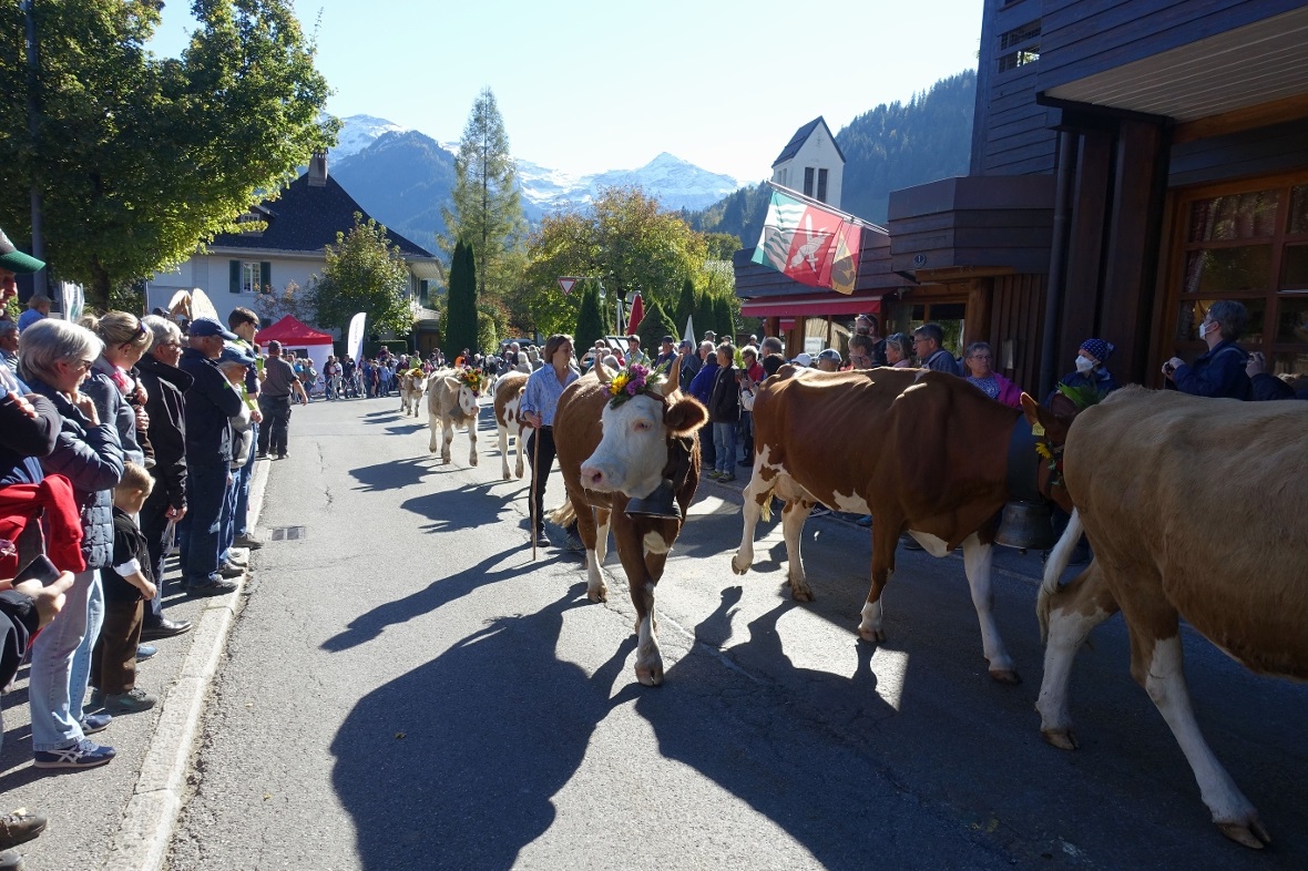 Mit stolzer Gelassenheit liess sich das Vieh durch die Lenker Strassen zügeln.