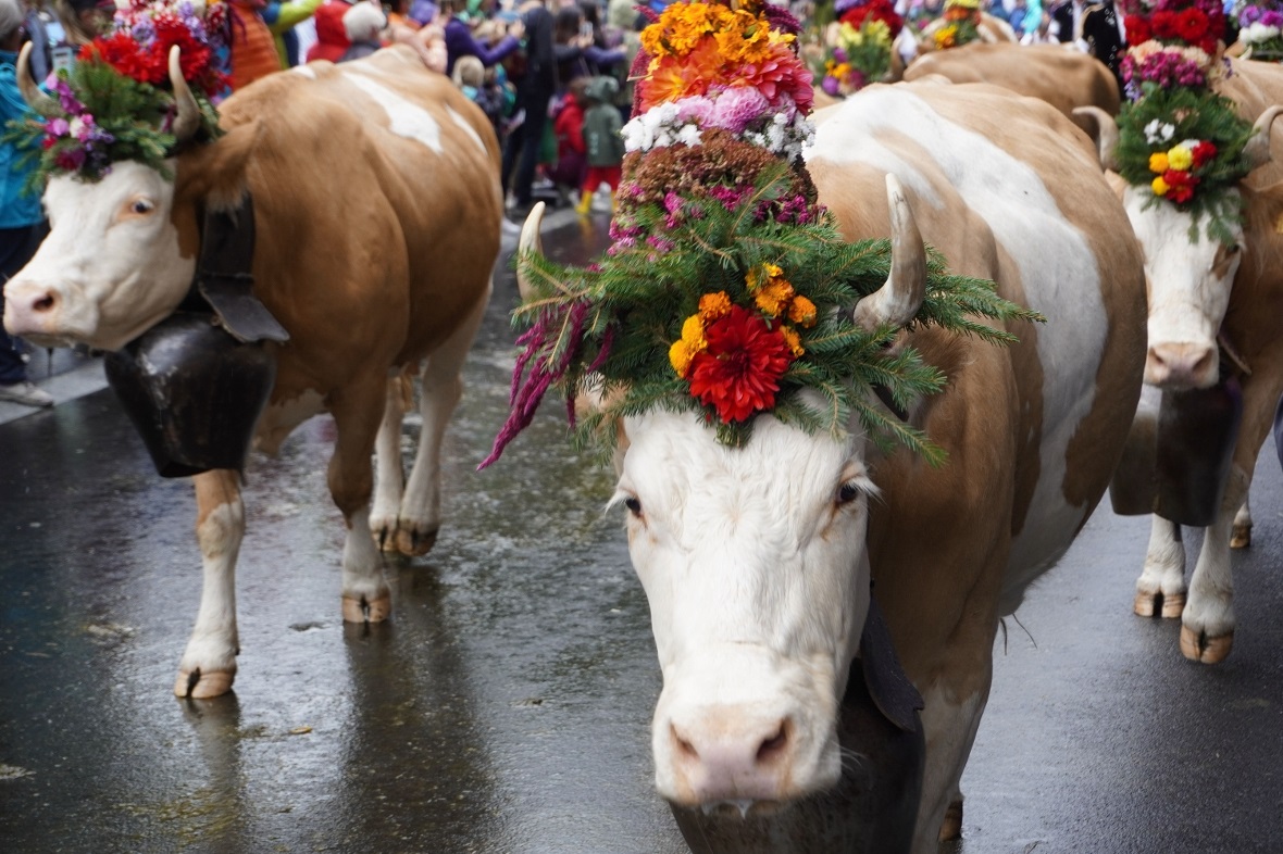 Mit viel Liebe zum Detail geschmückte Kühe. Die Zügleten waren die Hauptattrakti...