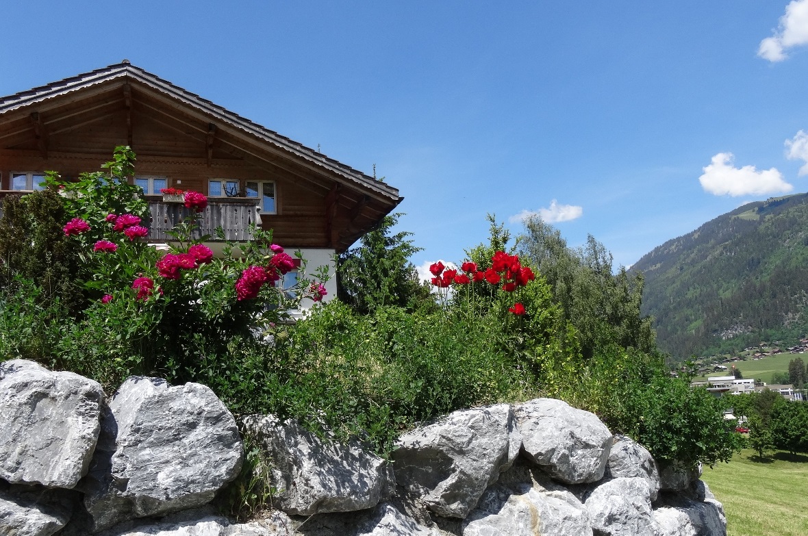 Mohn und Pfingstrosen erfreuen im Garten.