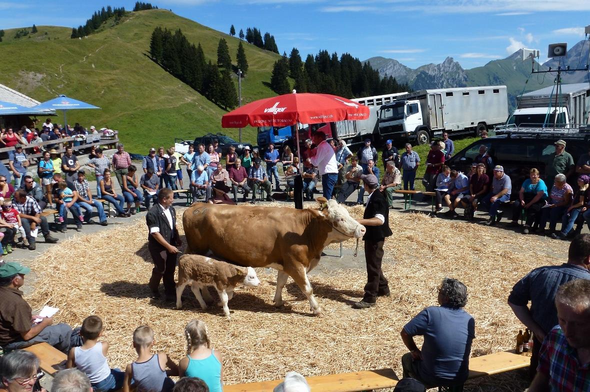 Mutterkuh und Kalb im Doppelpack versteigert.