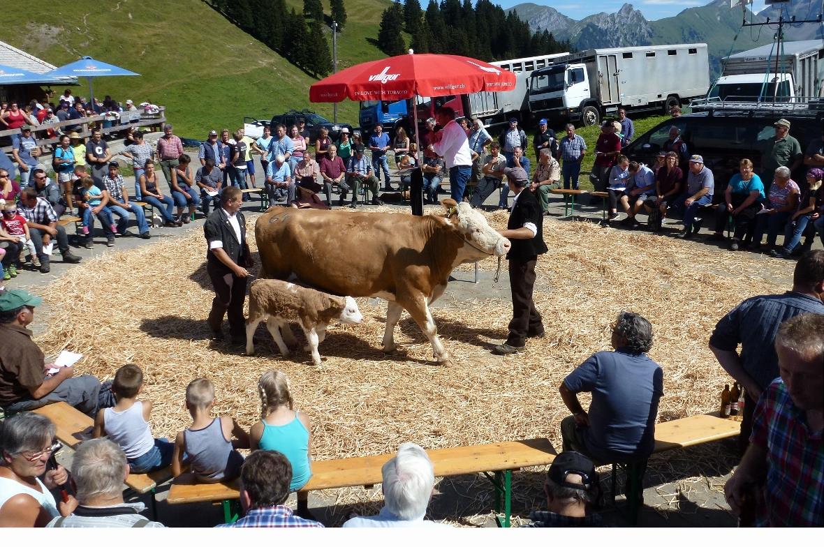 Mutterkuh und Kalb im Doppelpack versteigert.