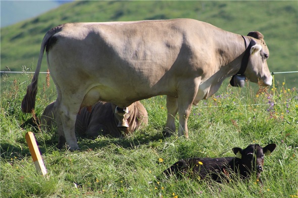 «Mutterkuh und Kalb» in ihrer natürlichen Umgebung, in der offenen Weide zu beobachten und zu erleben, das war das Hauptanliegen der «Beef Naturpark Diemtigtal» 2018».