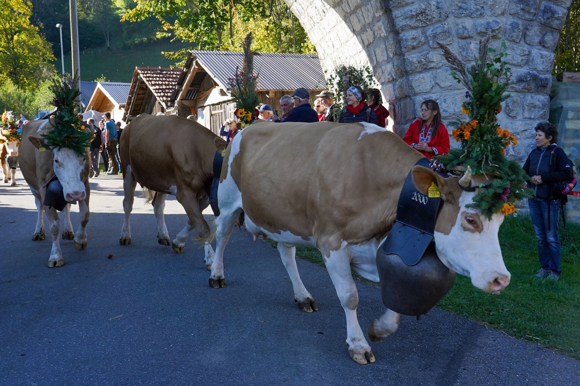 Nach der Schau: Abzügeln in den heimatlichen Stall.
