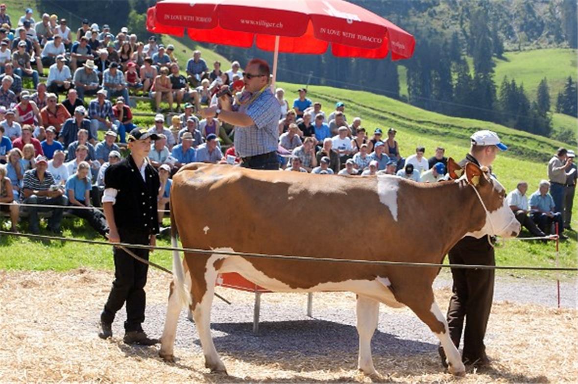 Nationalrat und Gantrufer Andreas Aebi versteigert vor viel Publikum die Kuh Kel...