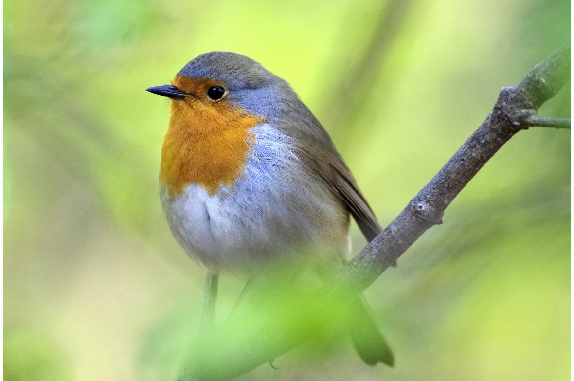 Neben Wald und Feldgehölzen besiedelt das Rotkehlchen auch den Siedlungsraum. Um...