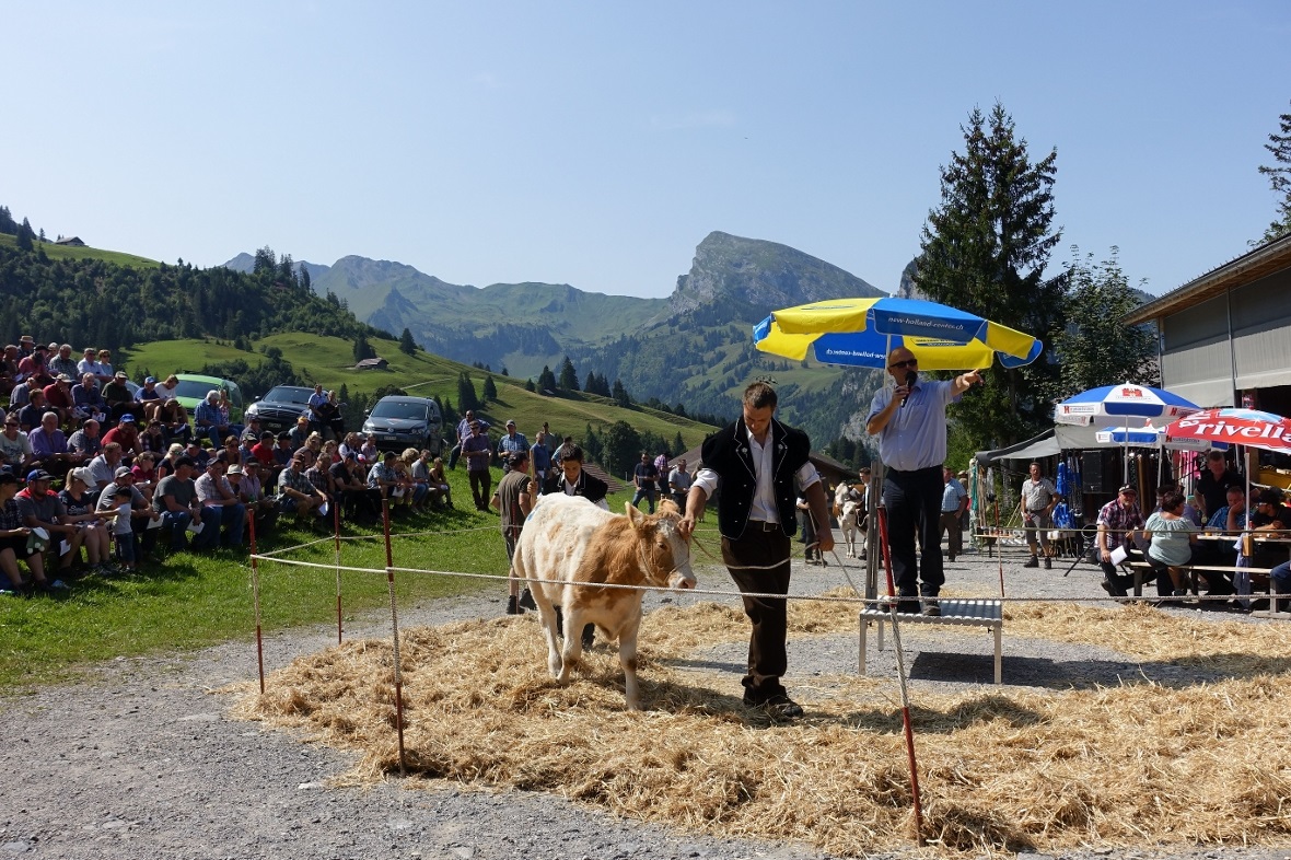 Nebst Rindern und Kühen wurden vorab auch einige Kalber versteigert.