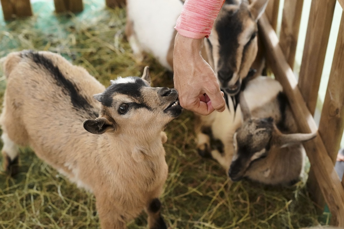 Neugier bei Mensch und Tier. 