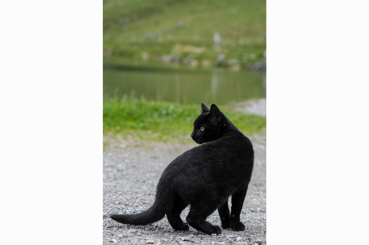 Nicht eingeladen: Eine junge schwarze Katze von nahm den Weg von der Oberstocken...