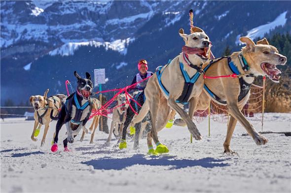 Nicht nur Huskys: In den offenen Wettbewerbsklassen konnten auch andere Hunderassen ihre Qualitäten als Schlittenhunde unter Beweis stellen.