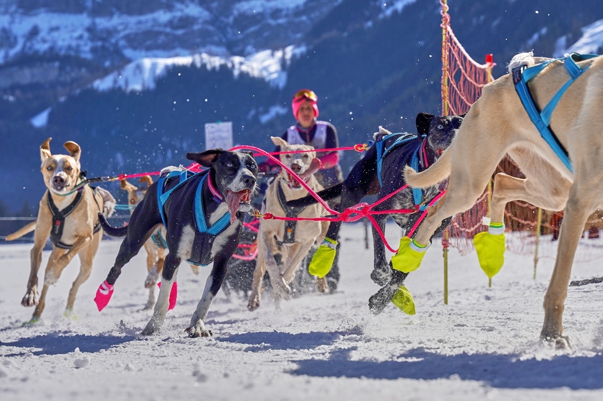 Nicht nur Huskys: In den offenen Wettbewerbsklassen konnten auch andere Hunderas...