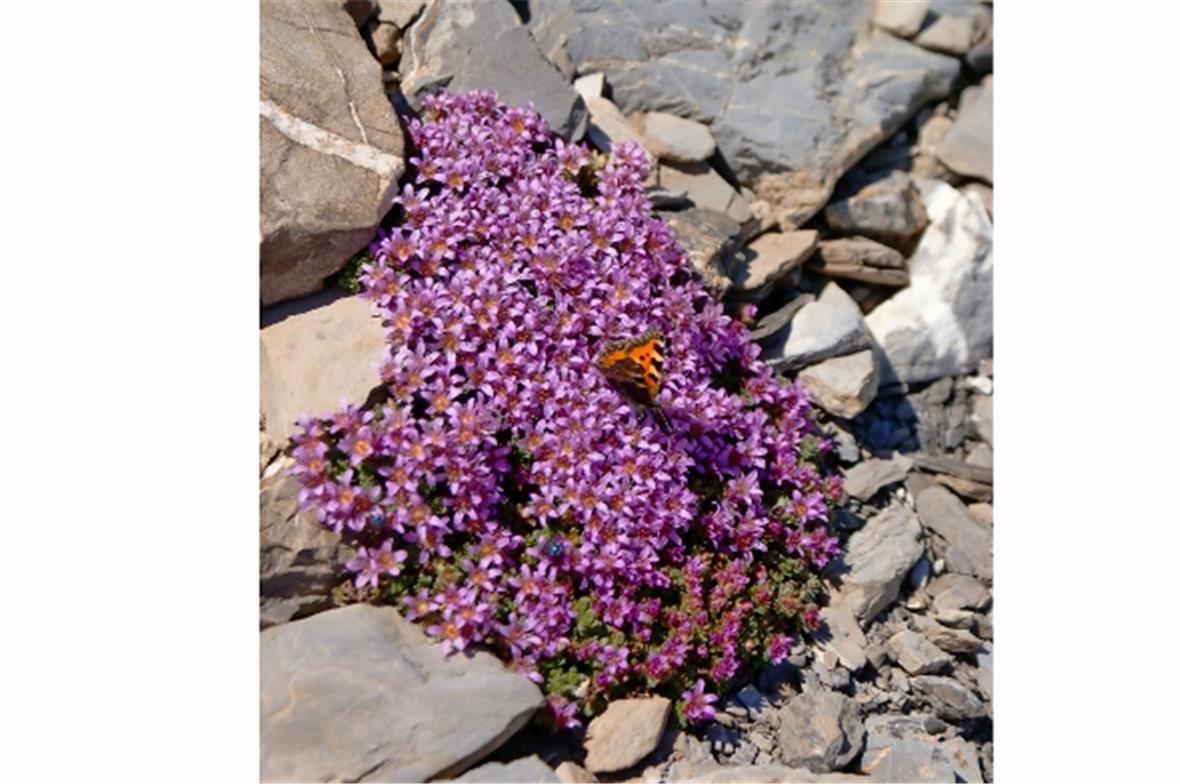 Nicht nur der dieser Schmetterling (kleiner Fuchs) erfreut sich an den Blüten de...