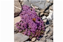 Nicht nur der dieser Schmetterling (kleiner Fuchs) erfreut sich an den Blüten de...