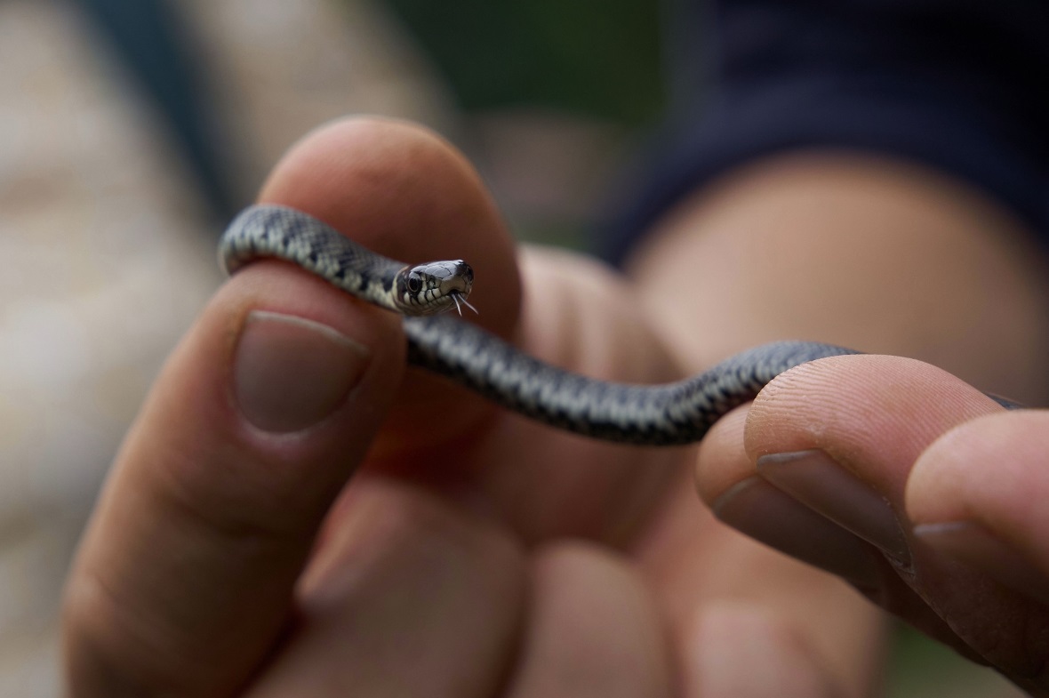 Nicht nur gross und giftig: Auch eine ganz junge, ungiftige Ringelnatter konnte ...
