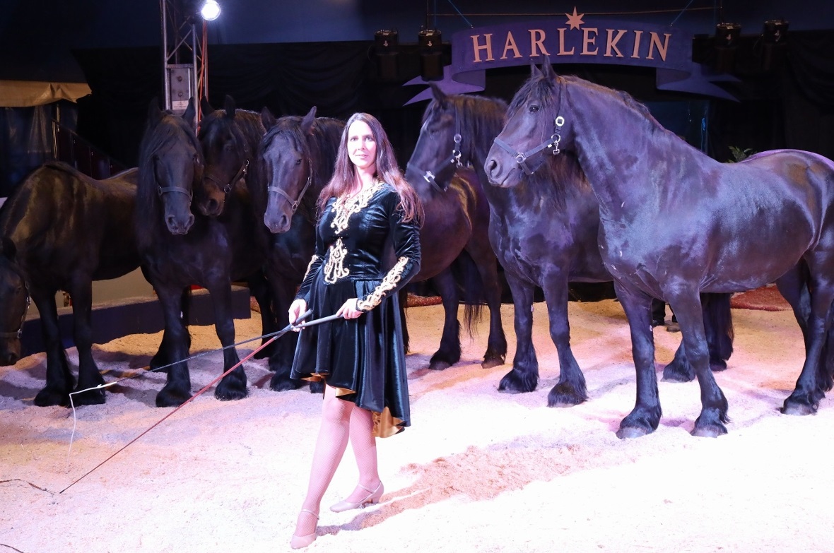 Nicole mit einem Sechserzug wunderschöner Friesen.