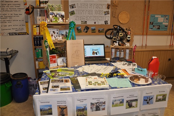 Nicoles wunderschön gestalteter Stand zur Ziegenzucht.