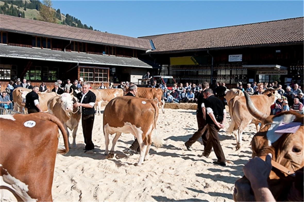 Noch warten Kühe und Aussteller auf die Entscheidung…