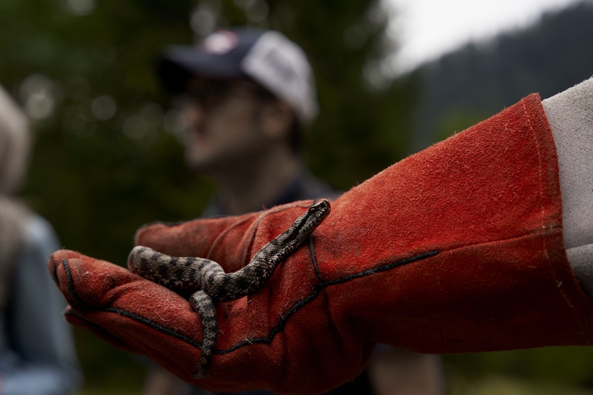 Nur mit Handschuhen: Eine Aspisviper bei der Erläuterung der typischen Merkmale.