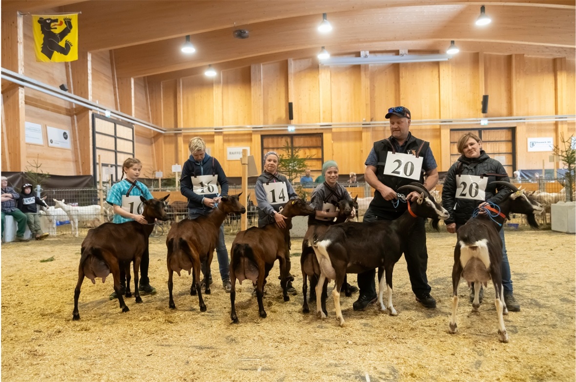 Oberhasler Brienzer / Bündnerstrahlen Mutter-Tochter-Wettbewerb: v.l.: 1. Rang: ...