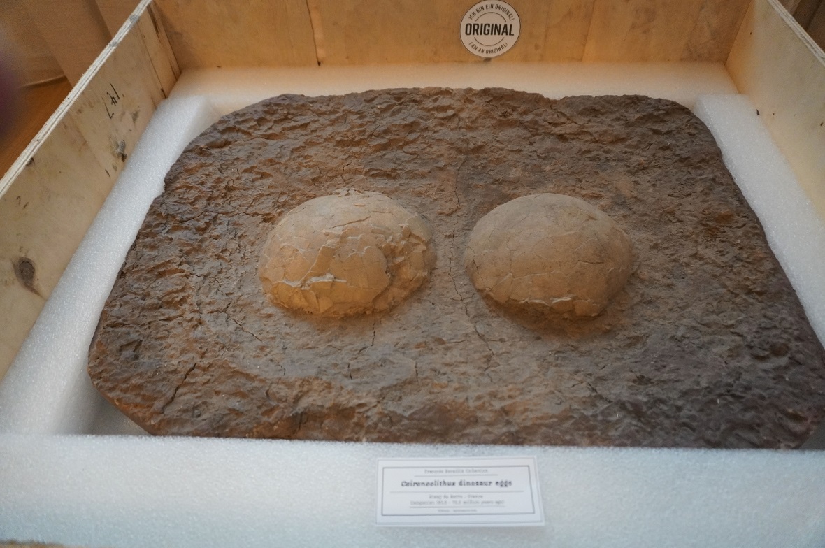 Objekt zum Anfassen: Original Dinosauriereier im Alter zwischen 83–72 Millionen Jahren sind in der Ausstellung zu finden.