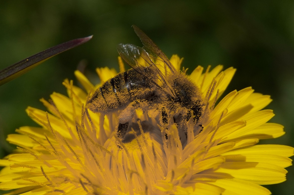Ohne Staubschutz und Maske: Die fleissigen Bienen sind wieder unterwegs.