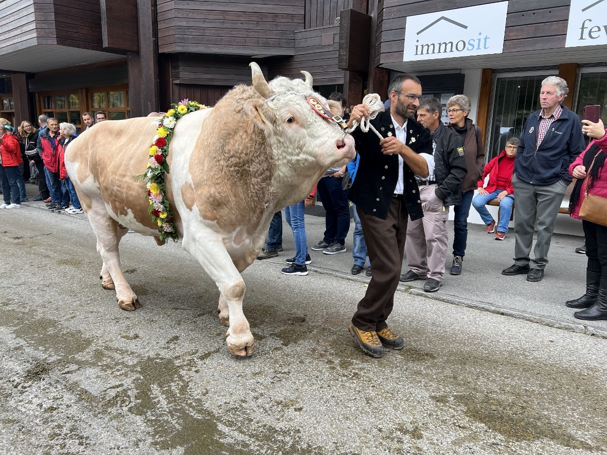Peter Zimmermann führte den imposanten Muni ruhig und sicher durch die Strassen.