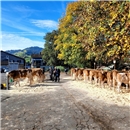 Prächtige Stiere wurden an der traditionellen Zuchtstierenschau in Boltigen vorg...