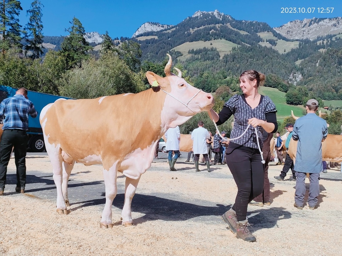 Prächtige Tiere auf dem Schauplatz Oey.