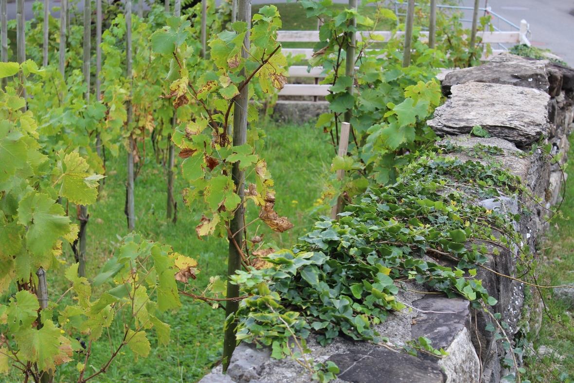 Privater Weinberg Wimmis