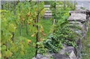 Privater Weinberg Wimmis