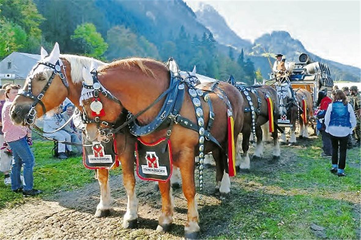 Publikumsmagnet: Der Sechsspänner der Brauerei Feldschlösschen