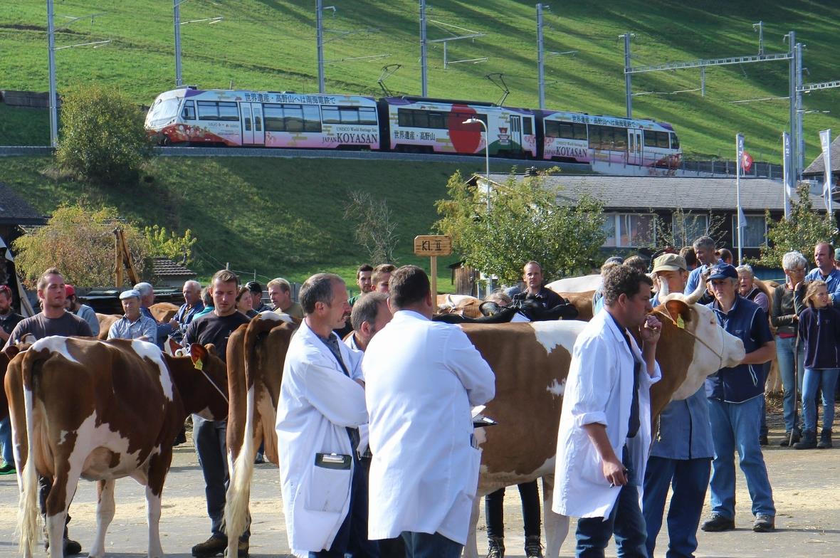 Punktierung und der «Japan»-Zug: Die Simmental Arena bietet genug Platz, dass künftig Gäste aus der ganzen Welt zur Punktierung kommen.