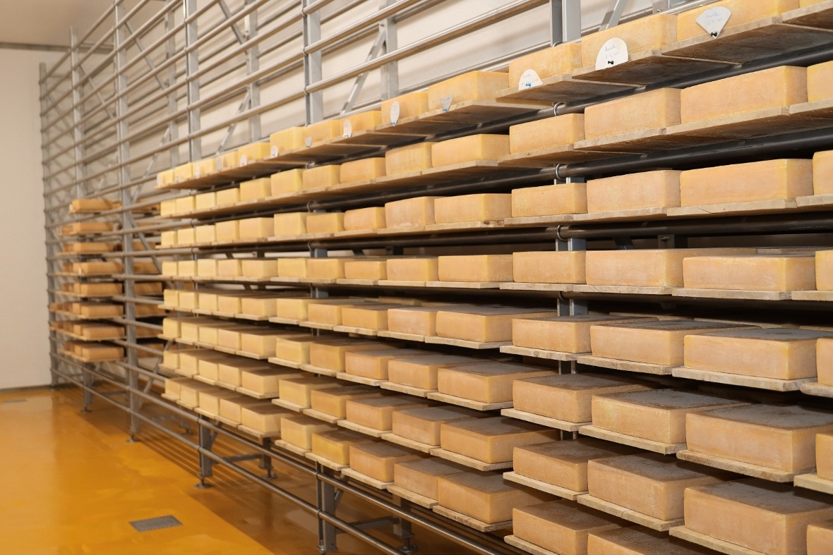 Raclette Käse im Reifekeller.