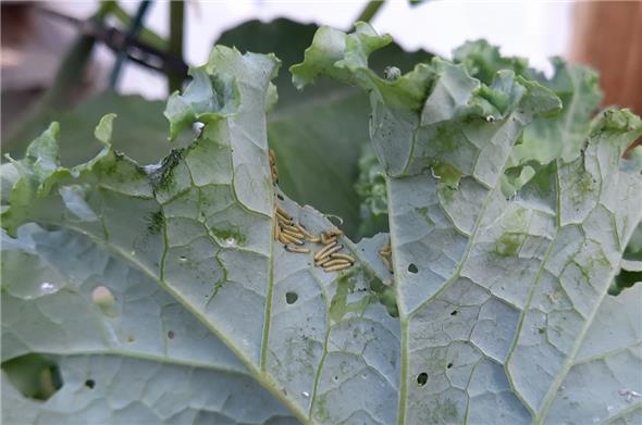 Raupen des Grossen Kohlweisslings (Pieris brassicae) gönnen sich ein Festmahl auf den Kohlblättern.