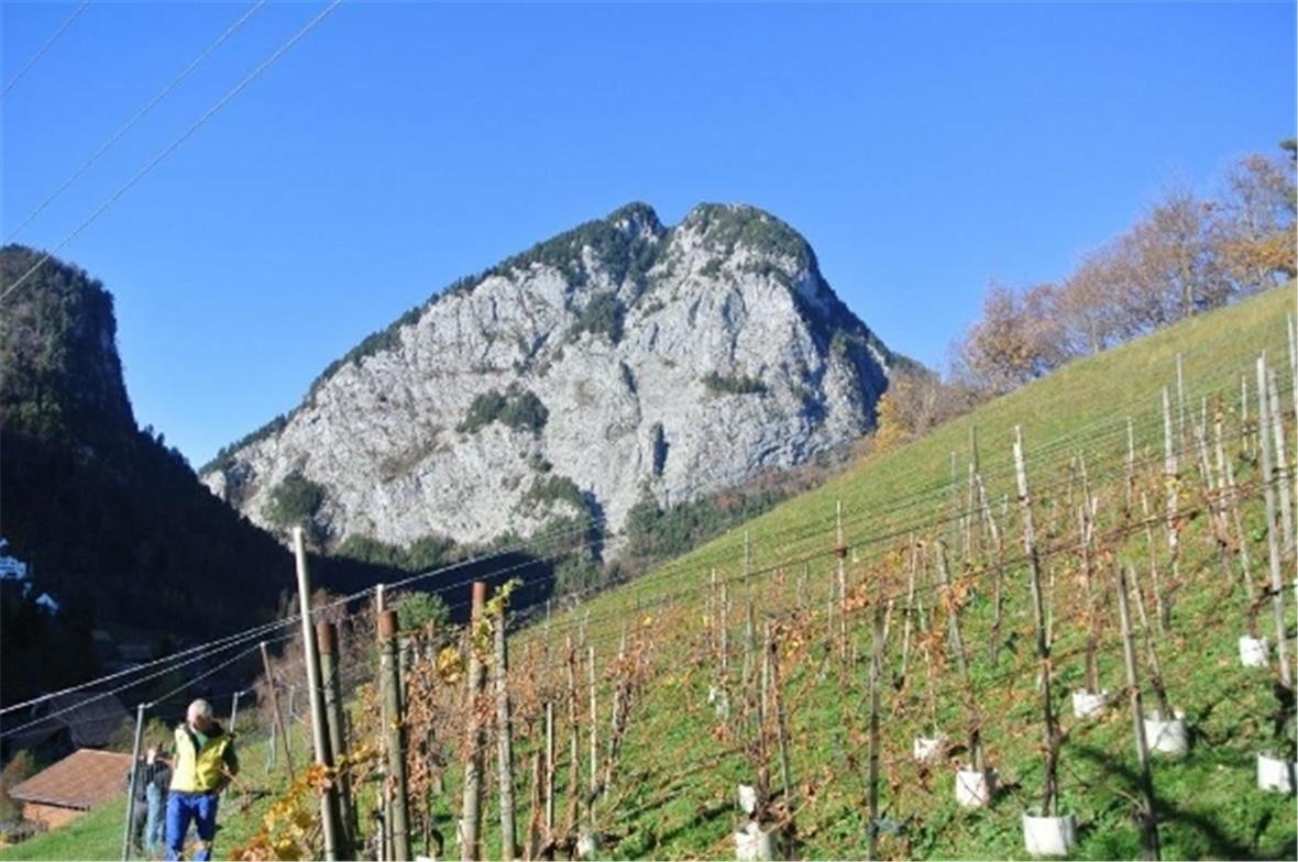 Rebberge mit Simmenfluh Hintergrund.