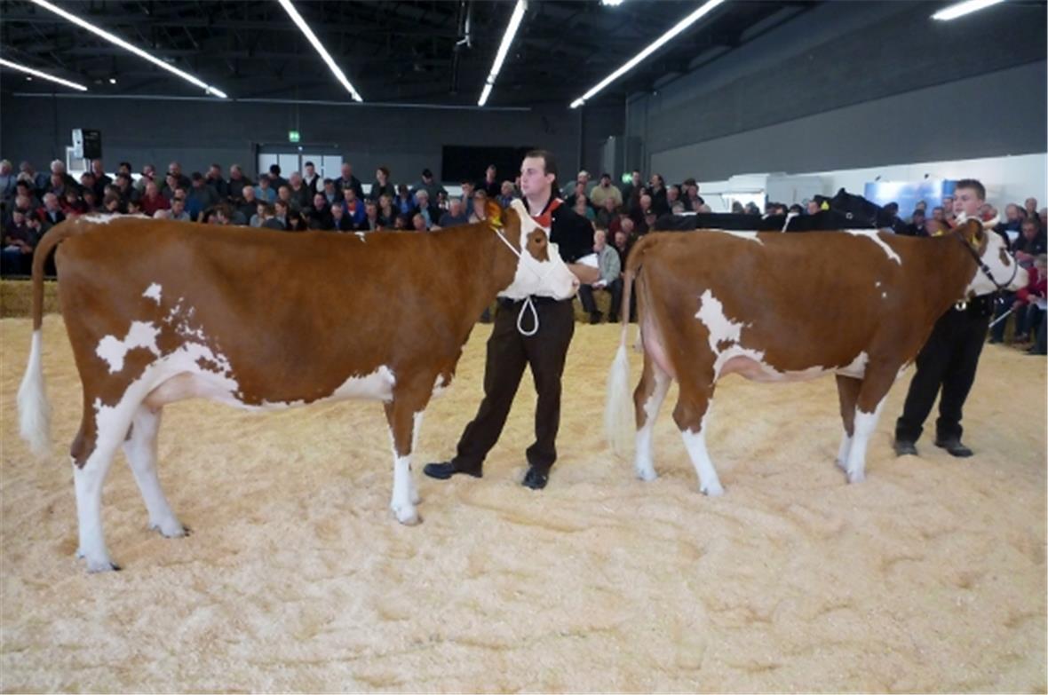 Rechts Kuh Nina von Urs Perren und links Kuh Fabia von Ueli Stryffeler.