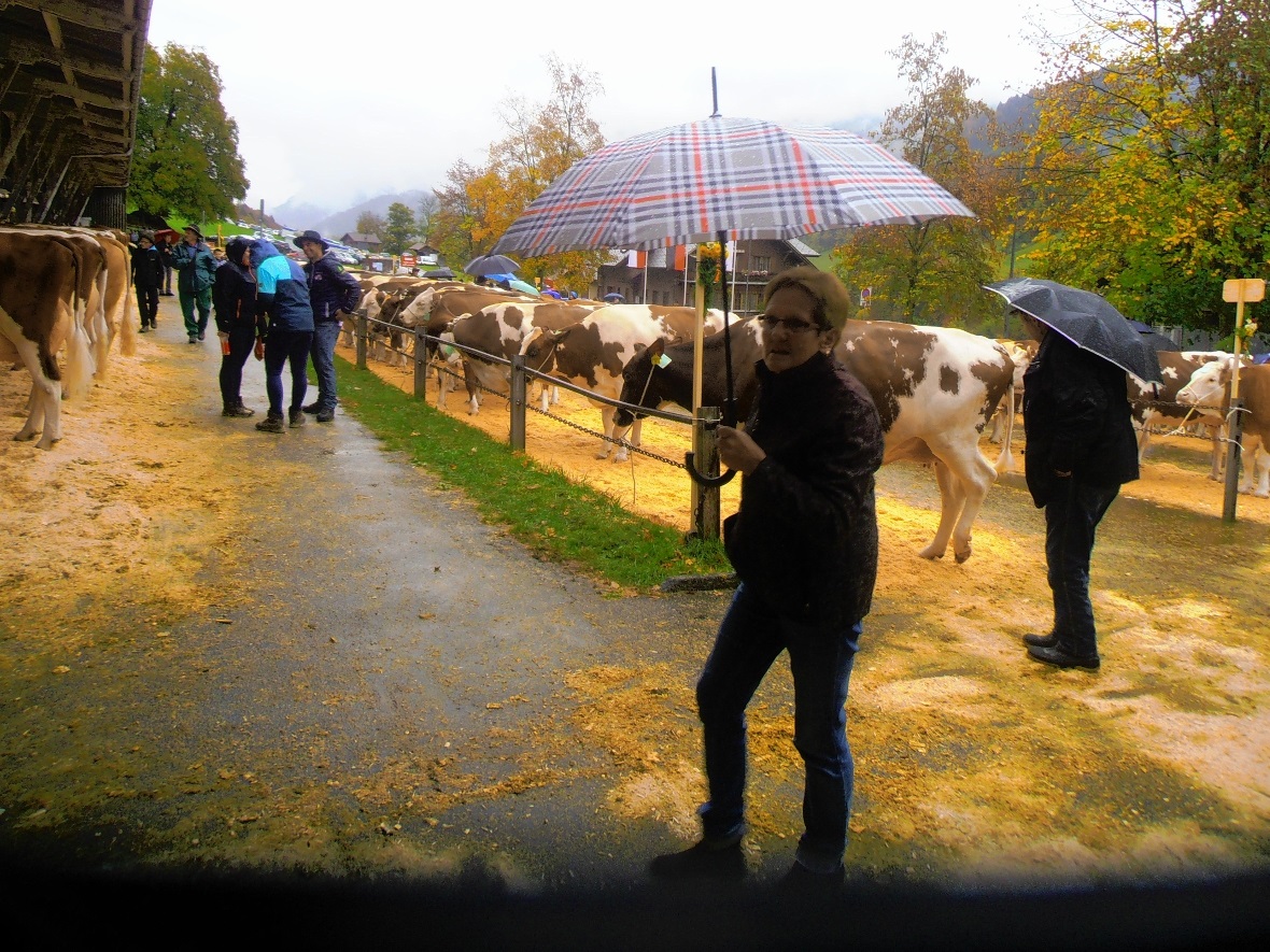 Regenschirm und Kühe zusammen waren seit dem Frühjahr kaum mehr zu sehen.