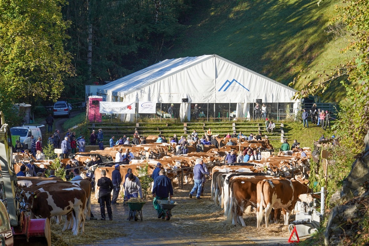 Reger Betrieb am Viehschauplatz mit dem grossen Festzelt.