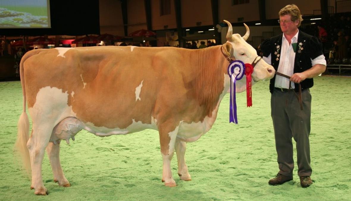 Grosserfolg der Simmentaler Züchter an der Swiss Expo in Lausanne Reserve-Championne wurde Kuh Flamme von Adrian Rieder, St. Stephan.