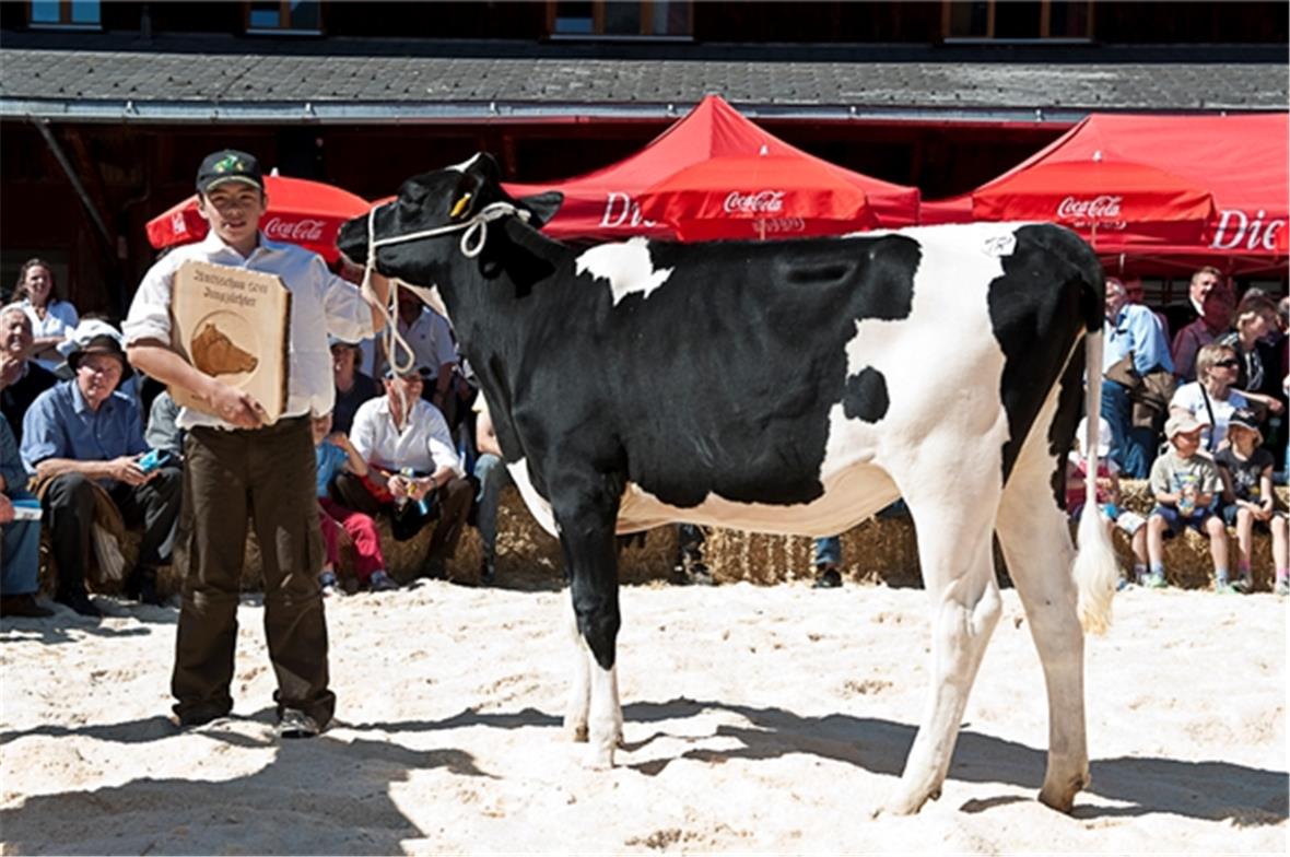 Rind Clarissa, Miss RH/HO Jungzüchter von Ken Janzi, Zweisimmen