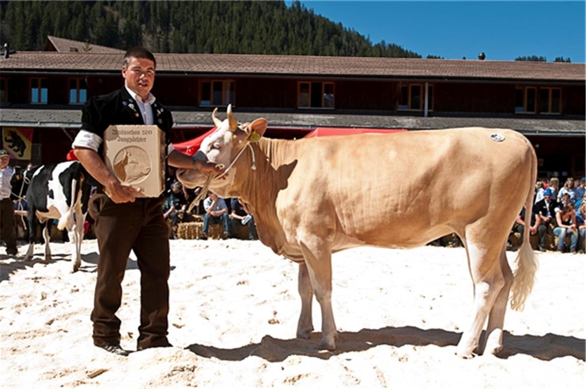 Rind Jana, Miss SI Jungzüchter von Markus Marmet, Lenk.