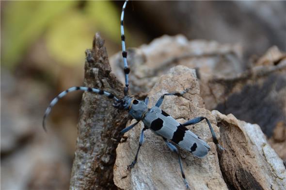 Rosalia alpina - der Alpenbock-Käfer im Detail betrachtet.