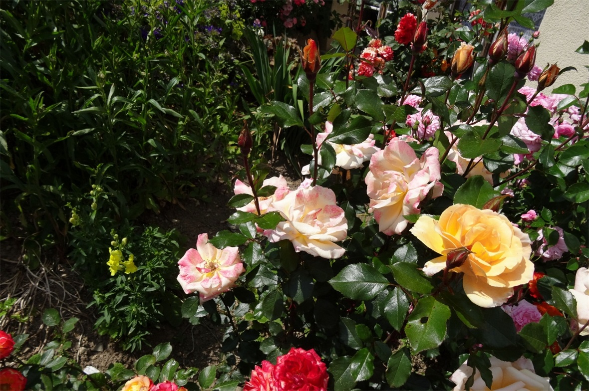 Rosen in allen Farben.