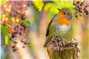 Rotkehlchen sind auf Insekten und andere Kleintiere angewiesen. Im Herbst fresse...