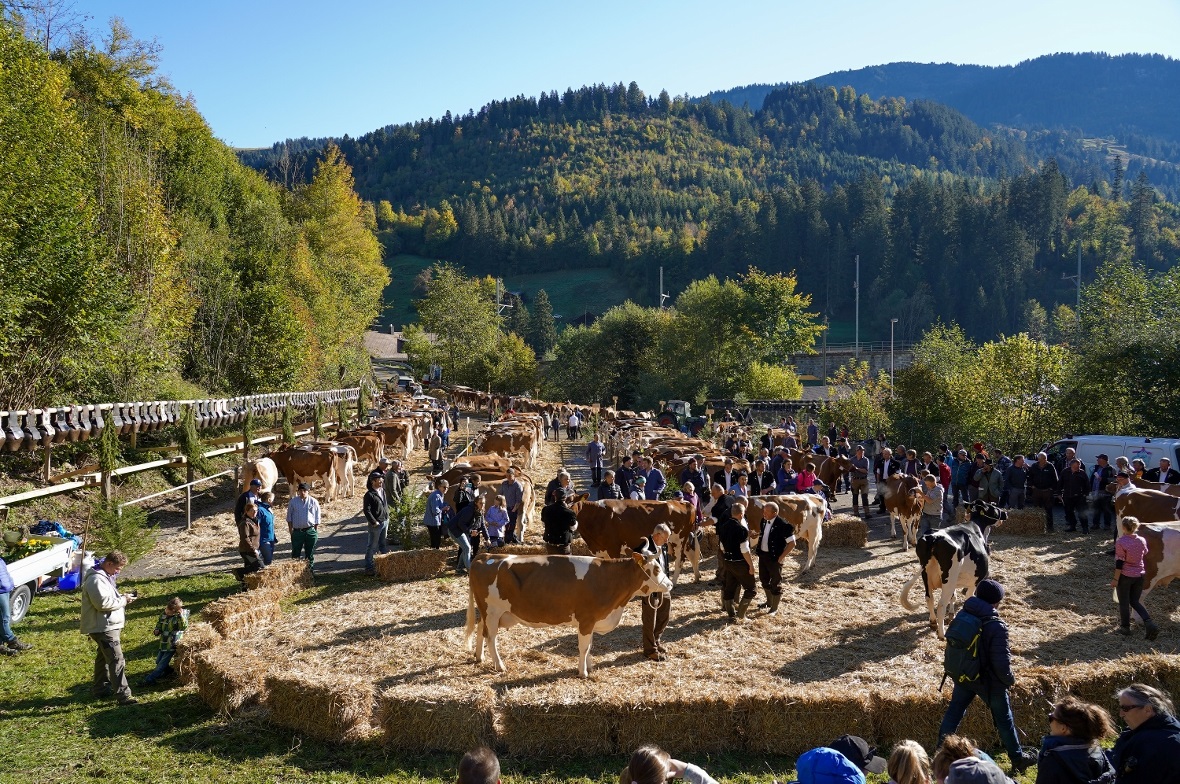 Rund 200 Tiere und ein Vielfaches an Besuchern strömten am vergangenen Samstag n...