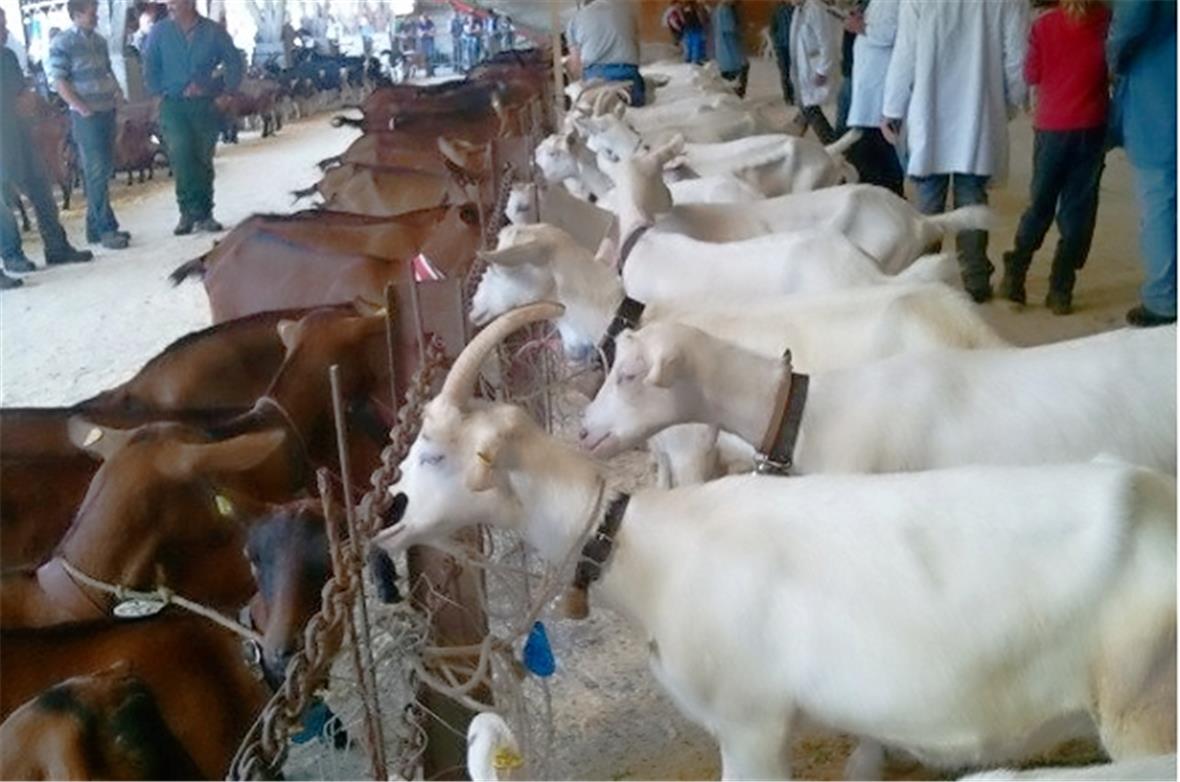 Saanen- und Gämsfabige Ziegen stellten in Erlenbach wie immer den Hauptteil der ...