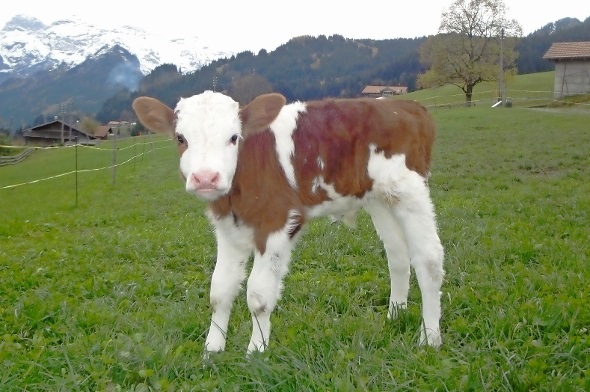 «Säumer vom Rawil» aus der Zucht von Toni Hänni vor dem schönsten Talabschluss der Alpen. Der kleine Muni ist stolzer Lenk Milch Wettbewerb Siegerpreis und muht am liebsten FALIEZUSG.