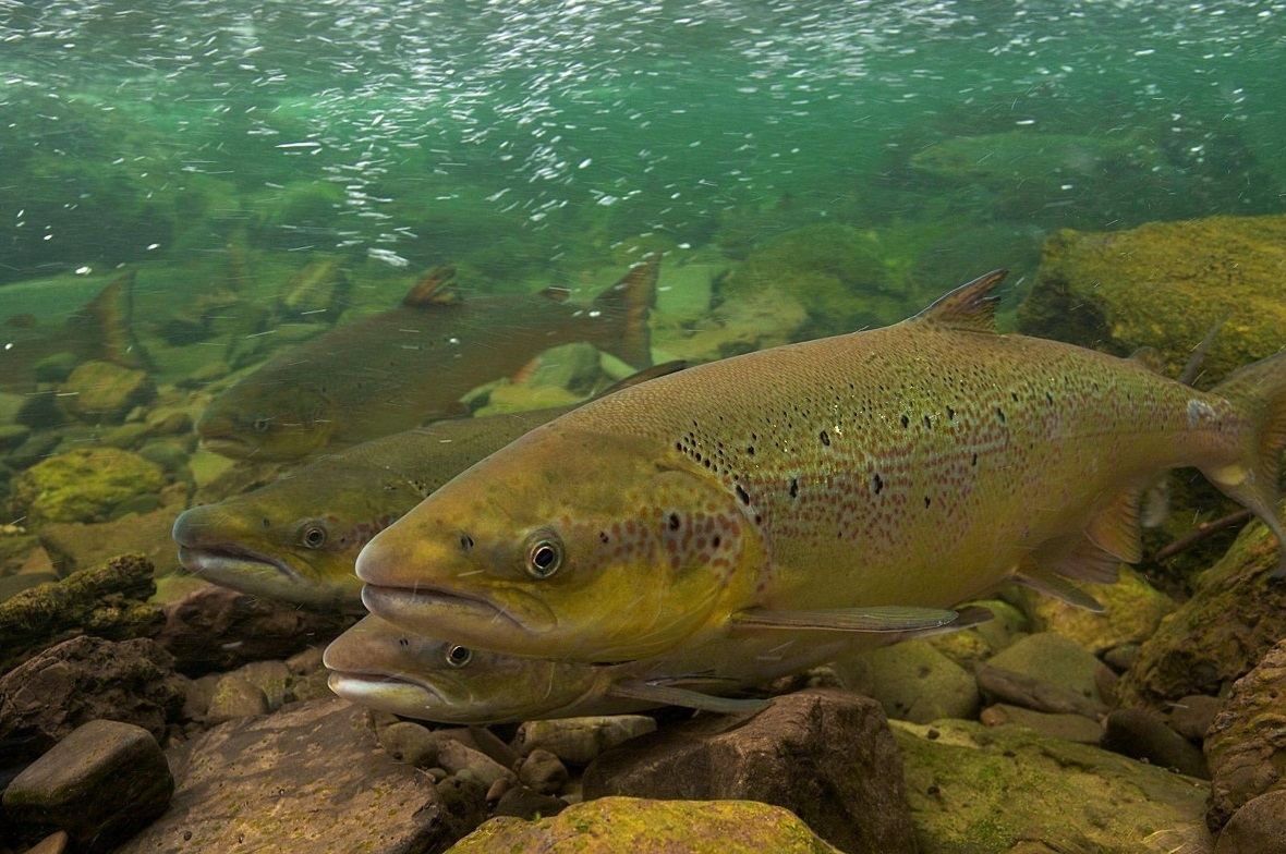 Sauberes Wasser ist ein Markenzeichen der Schweiz. Fische sind gute Zeiger für intakte Wasserqualität: Vielleicht sehen wir dann auch wieder Lachse.