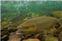 Sauberes Wasser ist ein Markenzeichen der Schweiz. Fische sind gute Zeiger für intakte Wasserqualität: Vielleicht sehen wir dann auch wieder Lachse.